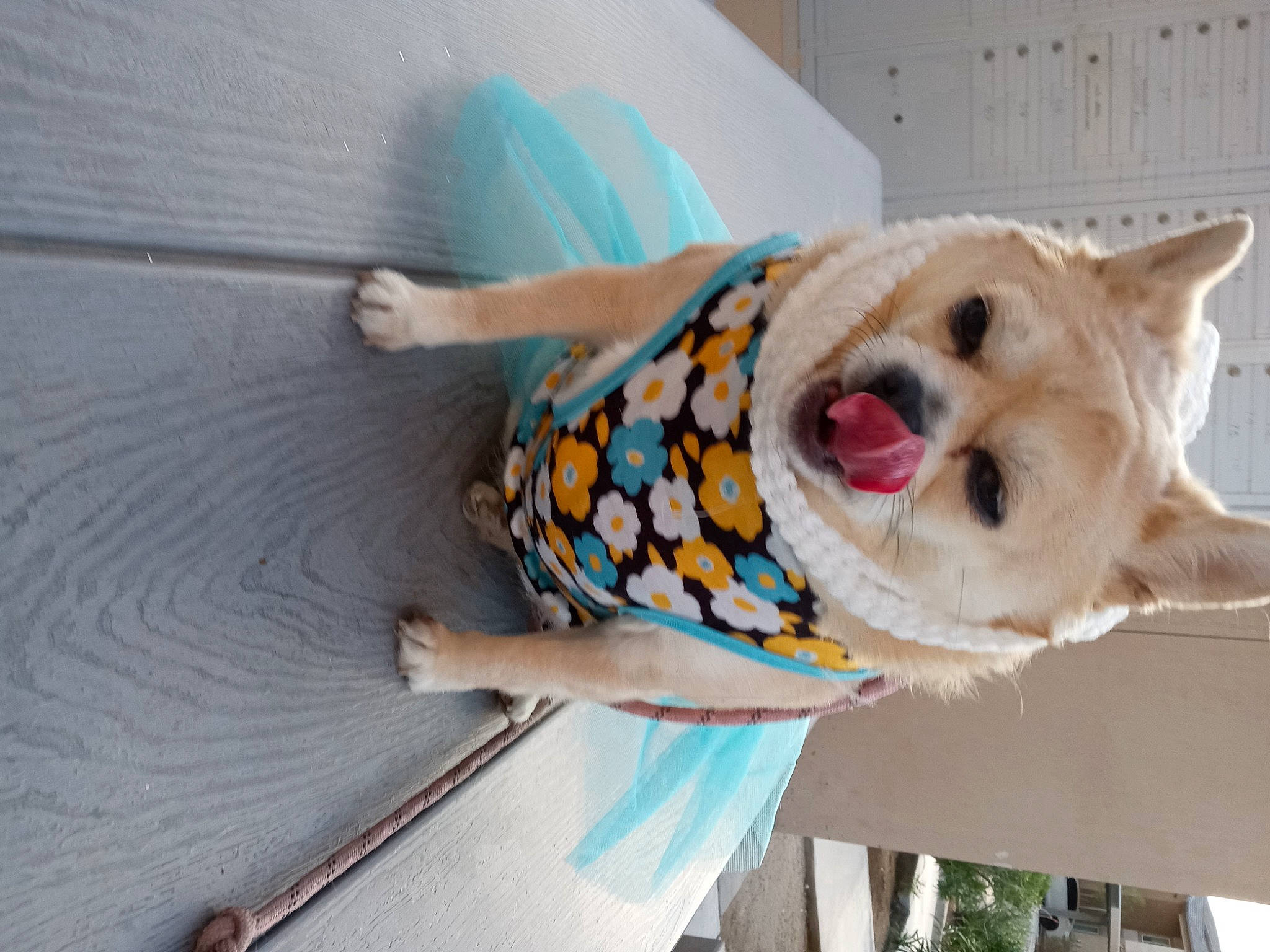 Miss Sofia joined the competition — help win amazing prizes! canidae, carnivore, collar, companion_dog, cone, dog, dog_breed, dog_supply, fashion_accessory, fawn, fur, leash, non_sporting_group, party_hat, pattern, spitz, sporting_group, tail, whiskers, wood