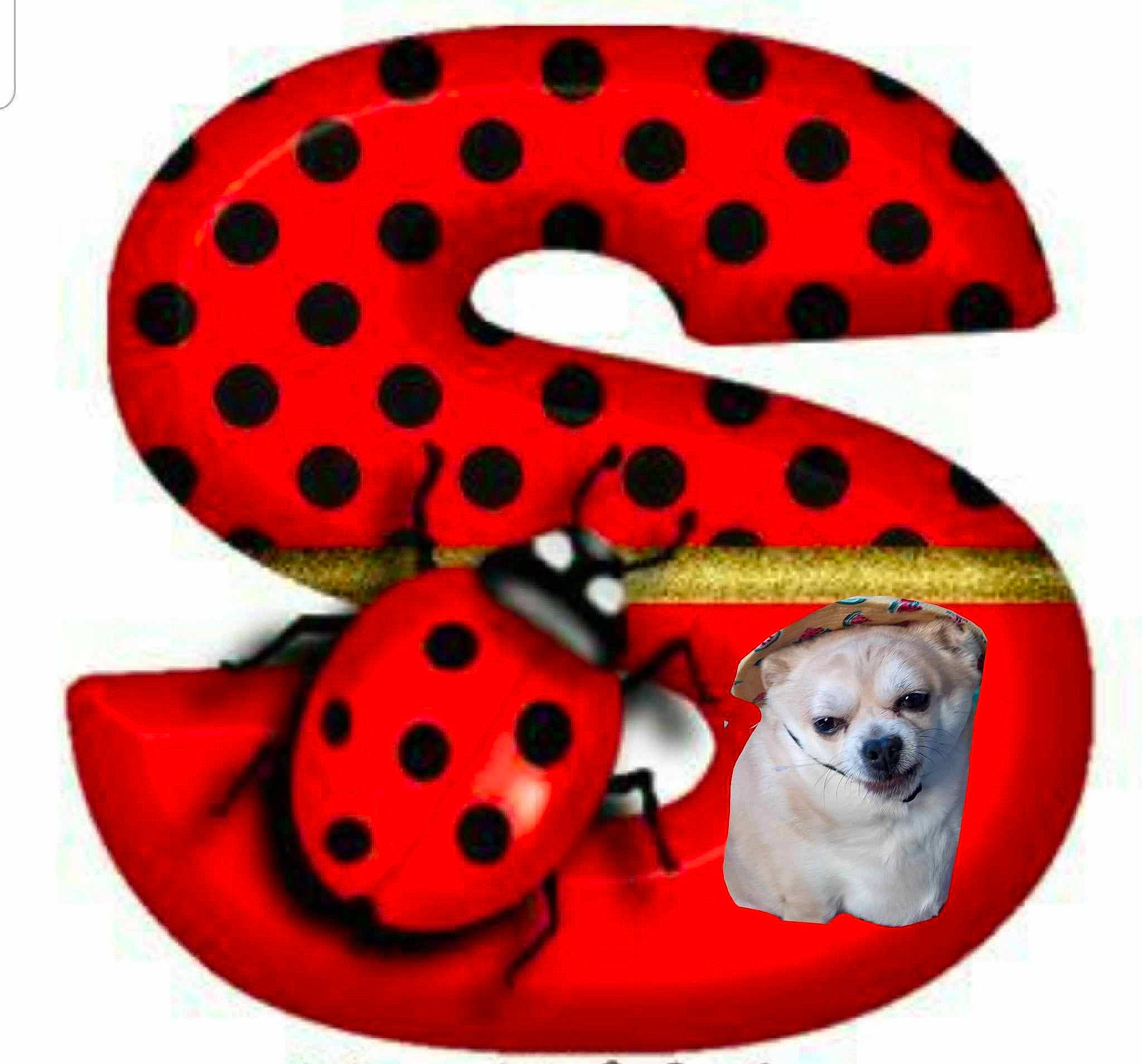 Miss Sofia is registered to the contest to win money with this photo: art, carmine, circle, collar, composite_material, dog, font, pattern, pet_supply, red, synthetic_rubber, white