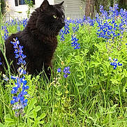 Charlie is registered to the contest to win money with this photo: black_cat, cat, flowers, blue_flowers, greenery, grass, outdoor, nature, garden, plants, feline, animal, pet, house, window, daylight, leafy, flora, sitting, curious
