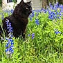 black_cat, cat, flowers, blue_flowers, greenery, grass, outdoor, nature, garden, plants, feline, animal, pet, house, window, daylight, leafy, flora, sitting, curious