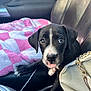 puppy, dog, car_interior, seat, blanket, pink, white, black, tongue, pet, cute, leather_seat, purse, chain, closeup, young_dog, looking_at_camera, domestic_animal, car_cup_holder, whiskers