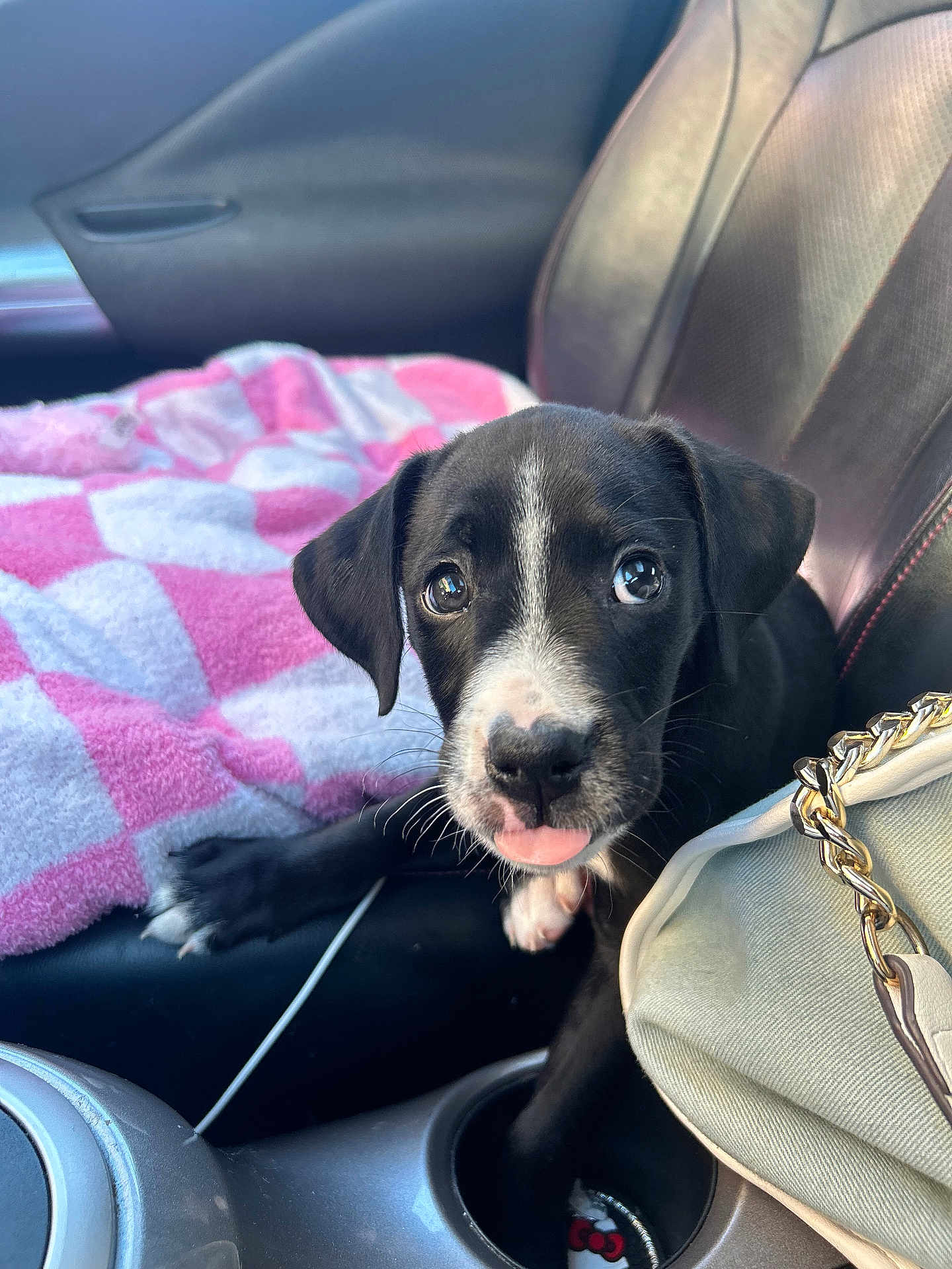 Finnie joined the competition — help win amazing prizes! puppy, dog, car_interior, seat, blanket, pink, white, black, tongue, pet, cute, leather_seat, purse, chain, closeup, young_dog, looking_at_camera, domestic_animal, car_cup_holder, whiskers