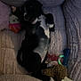 Finnie joined the competition — help win amazing prizes! puppy, dog, black_and_white, lying_down, blanket, plush, toy, cute, pet, relaxed, indoor, sleepy, fur, small_dog, paw, resting, cozy, animal, bed, snuggle