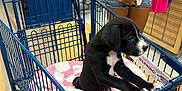 Finnie joined the competition — help win amazing prizes! puppy, dog, shopping_cart, blanket, store, clothing, person, denim_shorts, tank_top, indoor, flooring, retail, handbag, keys, shopping, pet, black_and_white, curious, animal, young