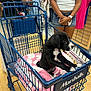 puppy, dog, shopping_cart, blanket, store, clothing, person, denim_shorts, tank_top, indoor, flooring, retail, handbag, keys, shopping, pet, black_and_white, curious, animal, young