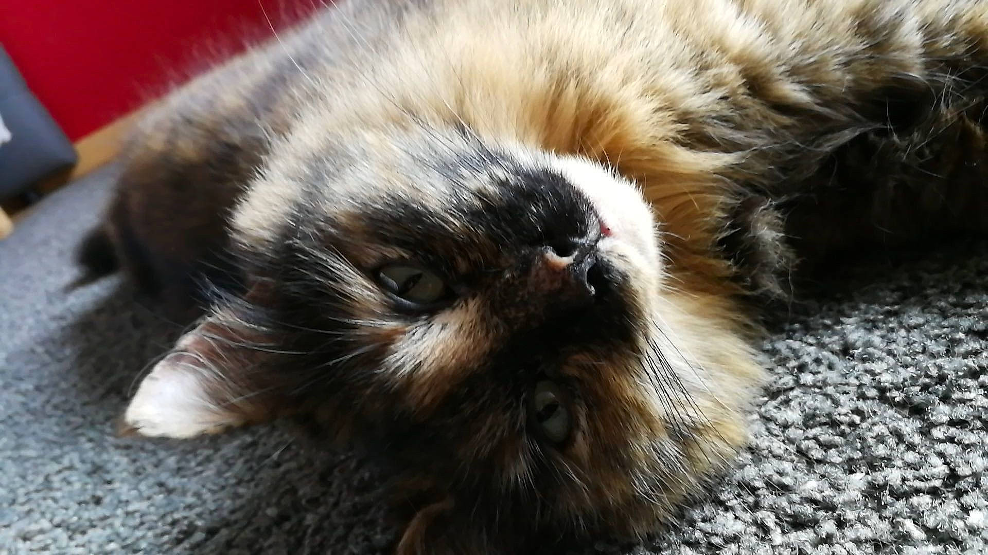 Mitou a rejoint le concours — aidez-le/la à gagner de superbes lots ! canidae, carnivore, cat, claw, close_up, ear, eye, felidae, fur, himalayan, kitten, liver, mammal, persian, small_to_medium_sized_cats, snout, whiskers