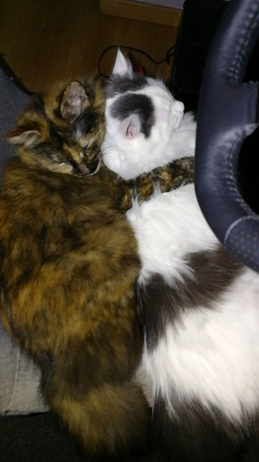 Oscar participe au concours pour gagner de l'argent avec cette photo : carnivore, cat, domestic_long_haired_cat, domestic_short_haired_cat, european_shorthair, felidae, fur, kitten, maine_coon, norwegian_forest_cat, paw, polydactyl_cat, small_to_medium_sized_cats, tail, whiskers