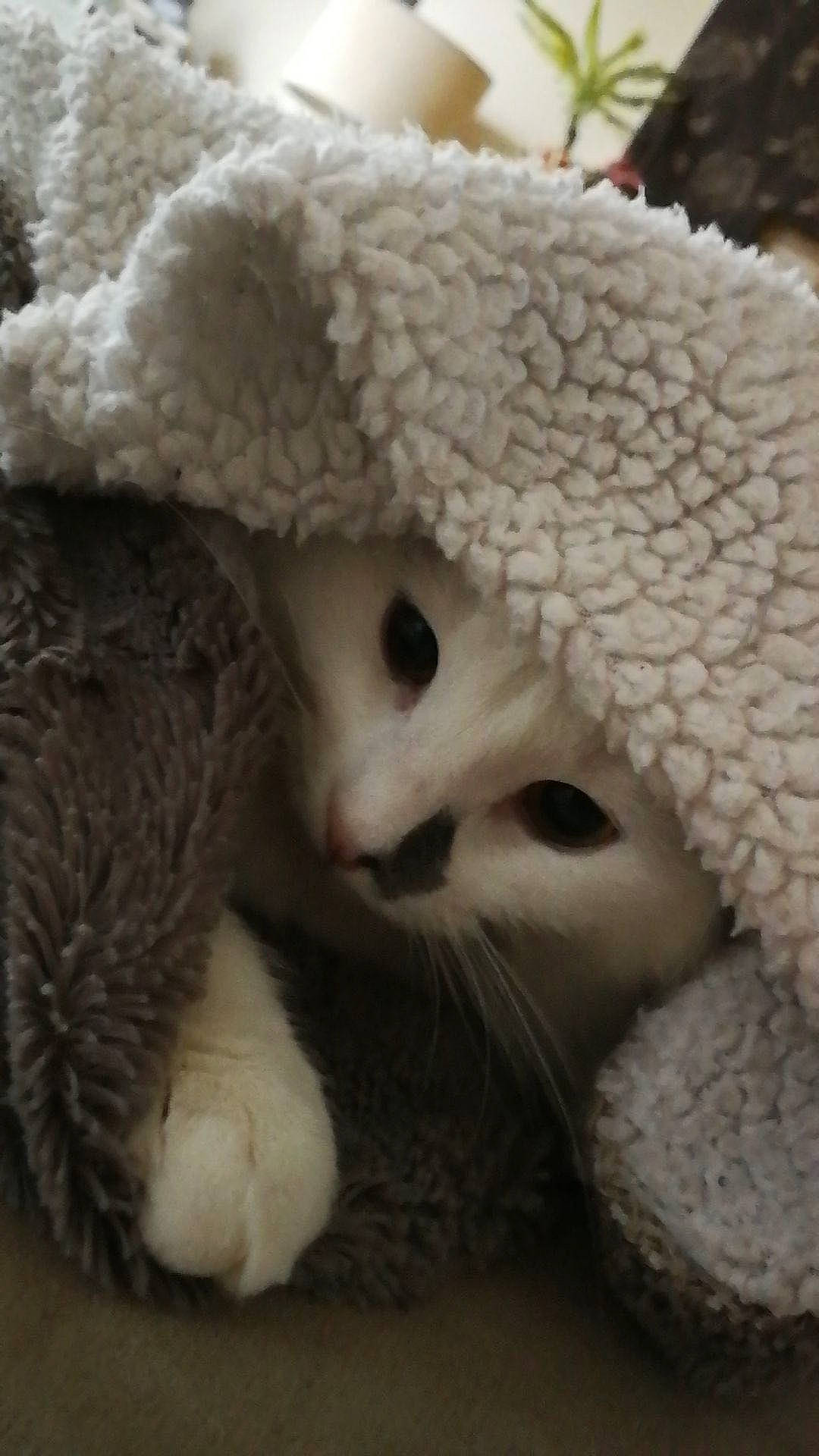 Oscar a rejoint le concours — aidez-le/la à gagner de superbes lots ! carnivore, cat, crochet, felidae, fur, headgear, knit_cap, nose, small_to_medium_sized_cats, snout, whiskers, wool