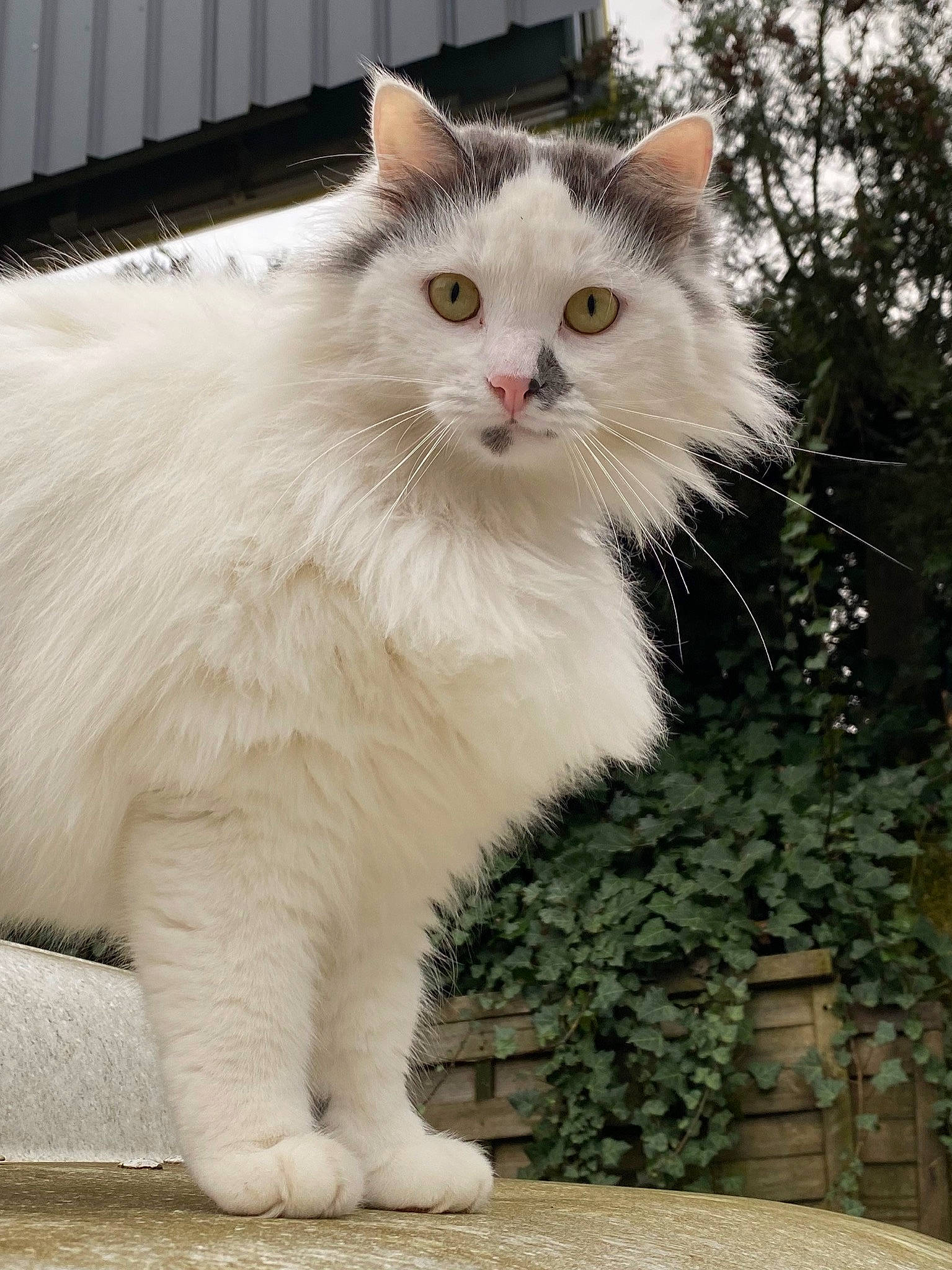 Oscar a rejoint le concours — aidez-le/la à gagner de superbes lots ! aegean_cat, asian_semi_longhair, british_longhair, british_semi_longhair, carnivore, cat, domestic_long_haired_cat, eye, felidae, fur, mammal, norwegian_forest_cat, ragamuffin, ragdoll, siberian, small_to_medium_sized_cats, turkish_angora, turkish_van, vertebrate, whiskers