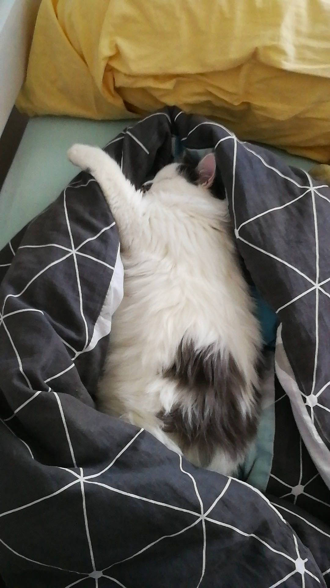 Oscar a rejoint le concours — aidez-le/la à gagner de superbes lots ! canidae, carnivore, cat, comfort, ear, fawn, felidae, fur, furniture, kitten, nap, norwegian_forest_cat, sleep, small_to_medium_sized_cats, snout, tail, whiskers