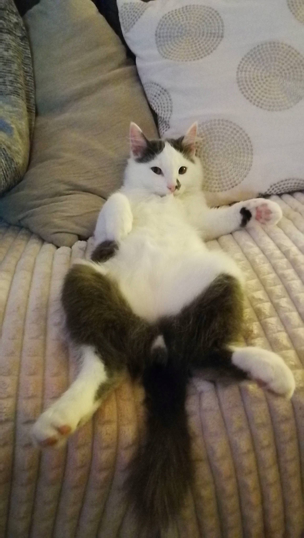 Oscar a rejoint le concours — aidez-le/la à gagner de superbes lots ! aegean_cat, american_wirehair, carnivore, cat, domestic_short_haired_cat, european_shorthair, felidae, fur, kitten, leg, mammal, paw, polydactyl_cat, small_to_medium_sized_cats, tail, turkish_angora, turkish_van, whiskers