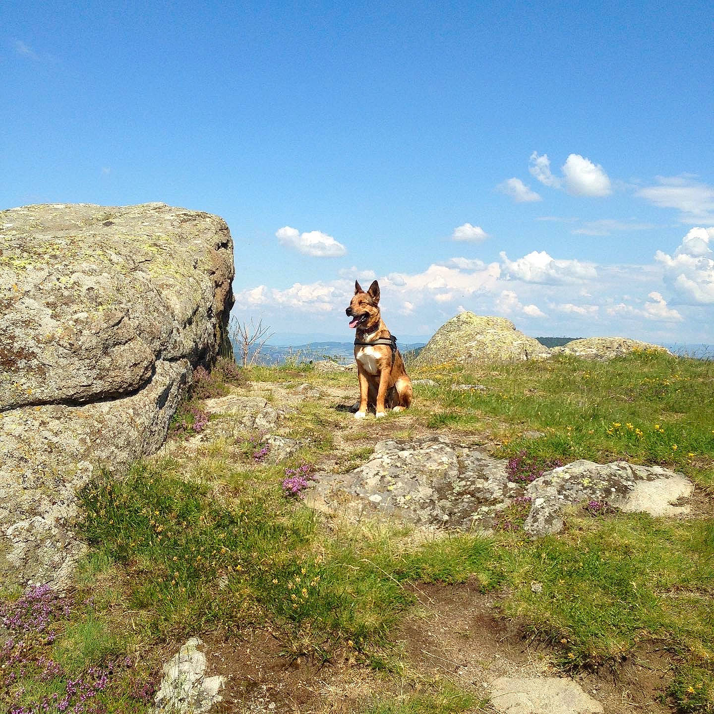 Prisca a rejoint le concours — aidez-le/la à gagner de superbes lots ! adventure, canidae, carnivore, dog, dog_hiking, fawn, hill, hunting_dog, mountain, rock, sky, sporting_group, summer, vacation, walking, wilderness