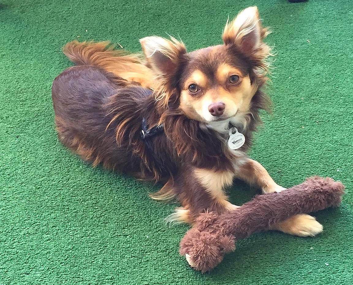 Haribo a rejoint le concours — aidez-le/la à gagner de superbes lots ! canidae, carnivore, companion_dog, dog, dog_breed, fur, long_hair, mammal, papillon, puppy, rare_breed_dog, small_greek_domestic_dog, sporting_group, terrier, toy_dog, vertebrate, yorkipoo