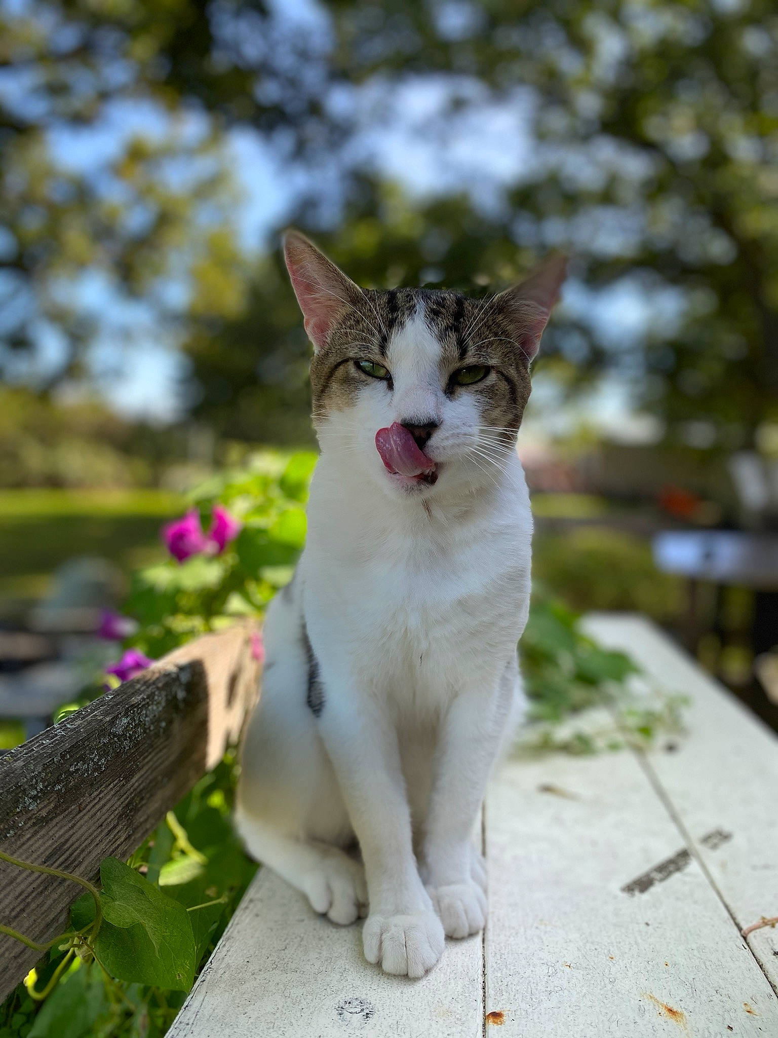 Smudge is registered to the contest to win money with this photo: carnivore, cat, collar, domestic_short_haired_cat, fawn, felidae, fur, grass, paw, plant, sand, sitting, small_to_medium_sized_cats, snout, tail, tree, whiskers, wildlife, wood