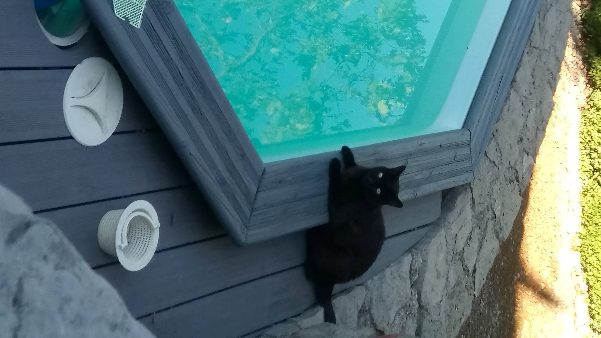 Croquette participe au concours pour gagner de l'argent avec cette photo : azure, black_cat, carnivore, cat, daylighting, felidae, glass, green, grey, house, room, shade, shadow, small_to_medium_sized_cats, tail, tints_and_shades, water, whiskers, window, wood