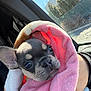 puppy, french_bulldog, dog, blanket, pink_blanket, wrapped, close_up, portrait, car_interior, window, sunlight, reflection, nose, eyes, ears, whiskers, human_hand, seat, cozy, travel