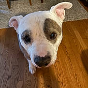 Pig joined the competition — help win amazing prizes! dog, pet, animal, indoor, wooden_floor, carpet, furniture, ears, face, eyes, nose, white_fur, brown_patch, looking_up, curious, close_up, portrait, domestic, canine, house