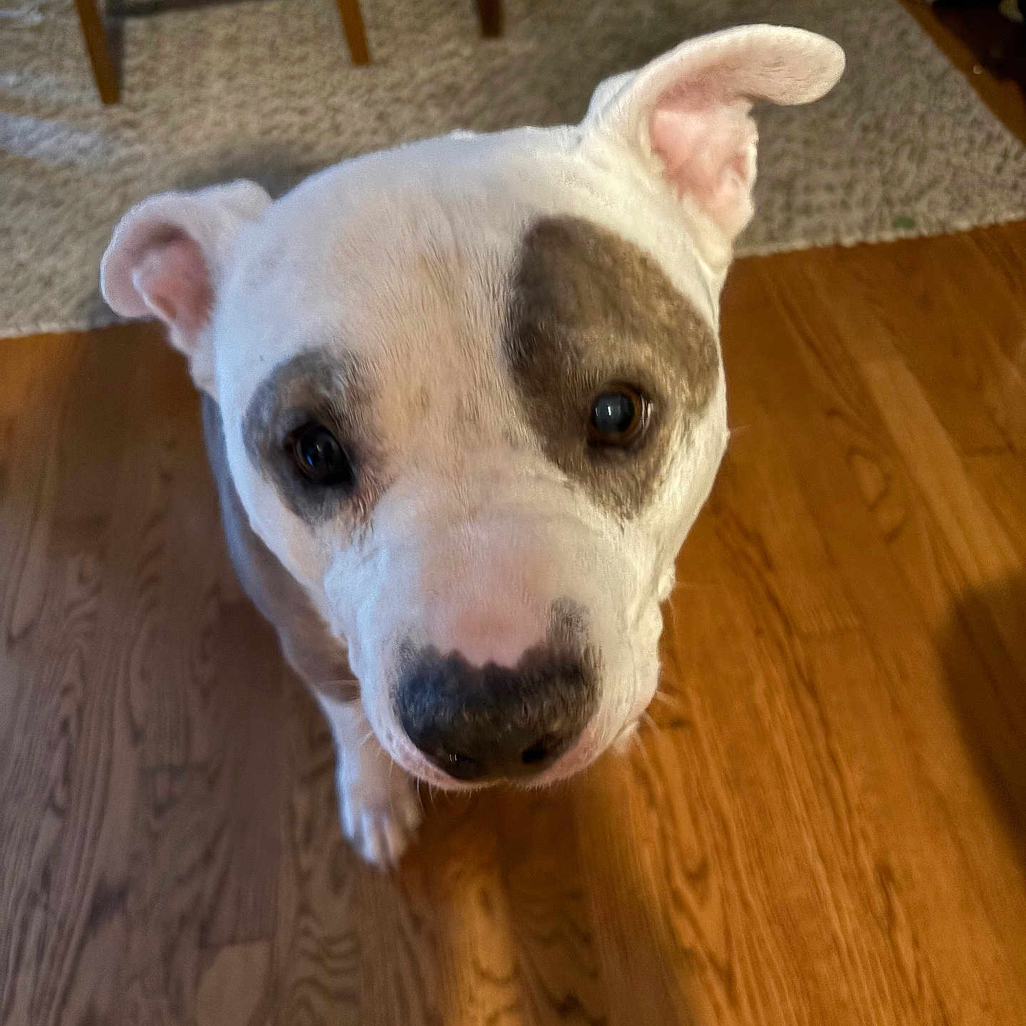 Pig