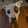 dog, white_dog, black_patch, indoor, wooden_floor, chair, pet, animal, looking_up, floor, puzzle, puzzle_pieces, brown_floor, home, canine, ears, snout, fur, domestic_animal, curious
