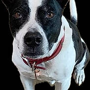 Otis joined the competition — help win amazing prizes! alert, animal, background_black, black_and_white, canine, collar, dog, domestic_animal, ears, four_legs, front_view, fur, isolated, looking_at_camera, pet, portrait, short_hair, sitting, studio_style, tag