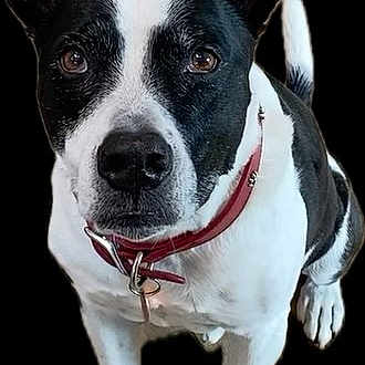 Otis