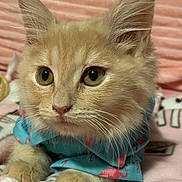 Lamb joined the competition — help win amazing prizes! kitten, cat, orange_cat, close_up, fluffy, pet, animal, cute, blue_shirt, pink_flamingos, blanket, resting, whiskers, ears, paws, indoor, soft, curious, young_cat, portrait