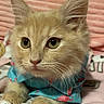 kitten, cat, orange_cat, close_up, fluffy, pet, animal, cute, blue_shirt, pink_flamingos, blanket, resting, whiskers, ears, paws, indoor, soft, curious, young_cat, portrait