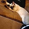 siamese_cat, cat, sleeping, couch, leather, brown, pillow, black_pillow, cat_face_pillow, indoor, relaxing, pet, animal, feline, cozy, resting, whiskers, ears, paw, fur