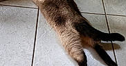 Luna Moon is registered to the contest to win money with this photo: siamese_cat, cat, pet, animal, indoor, floor, tile_floor, blue_eyes, relaxed, looking_back, feline, home, glass_door, garden, pebbles, curious, sprawled, whiskers, tail, ears