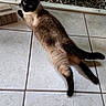 siamese_cat, cat, pet, animal, indoor, floor, tile_floor, blue_eyes, relaxed, looking_back, feline, home, glass_door, garden, pebbles, curious, sprawled, whiskers, tail, ears
