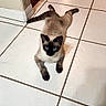 siamese_cat, cat, pet, animal, floor, tile_floor, indoor, home, relaxed, sprawled, blue_eyes, looking, feline, mammal, domestic_animal, corner, wall, cabinet, light, shadow