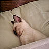 siamese_cat, kitten, sleeping, blanket, cushion, indoor, pet, cozy, resting, animal, fur, ear, wood, headboard, nap, soft, comfort, closeup, cute, domestic_cat