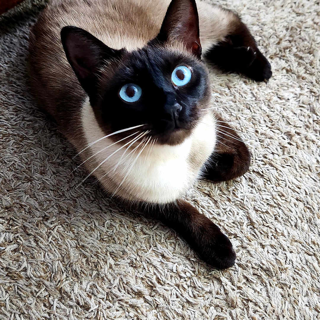 Luna Moon