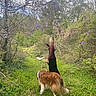 woman, dog, forest, nature, greenery, path, leash, outdoor, trees, grass, flowering_vines, bushes, sky, daytime, canine, walking, pet, scenic, casual_clothing, long_hair