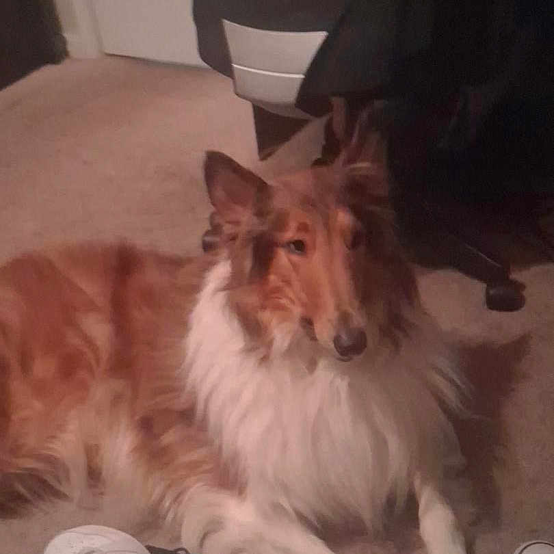 Yogi Bear is registered to the contest to win money with this photo: dog, collie, carpet, indoor, shoes, chair, furniture, pet, animal, lying_down, brown, white, long_hair, floor, domestic, quiet, resting, calm, household, room