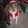 Yogi Bear is registered to the contest to win money with this photo: dog, santa_costume, carpet, living_room, furniture, sofa, table, socks, holiday, pet, indoor, brown_dog, decor, clothing, canine, household_items, festive, seated, costume, domestic