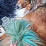 Yogi Bear joined the competition — help win amazing prizes! dog, collie, fur, hand, bed, blanket, indoor, brown, green, blue, pet, animal, fluffy, relaxed, canine, portrait, closeup, furry, resting, domestic