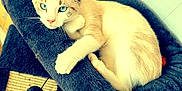 Elsa a rejoint le concours — aidez-le/la à gagner de superbes lots ! abyssinian, animal, armchair, blanket, cat, chair, couch, cushion, face, furniture, head, homedecor, kitten, manx, person, pet, photography, portrait, siamese, sleeping