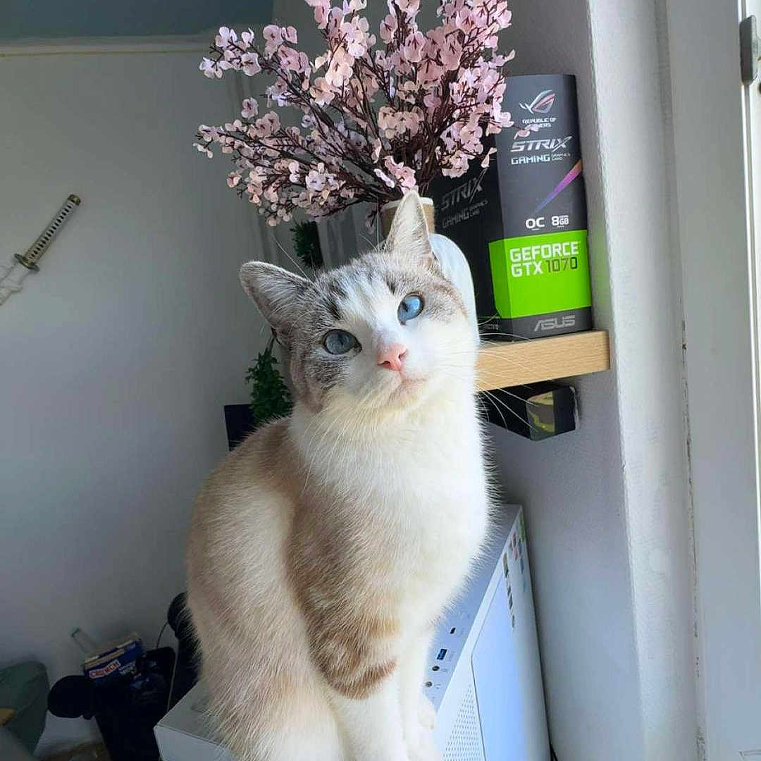 Elsa a rejoint le concours — aidez-le/la à gagner de superbes lots ! asus, blue_eyes, calm, cat, computer_case, decor, electronics, feline, flowers, gaming_box, geforce_gtx_1070, houseplant, indoor, natural_light, pet, pink_flowers, sitting, technology, white_cat, window