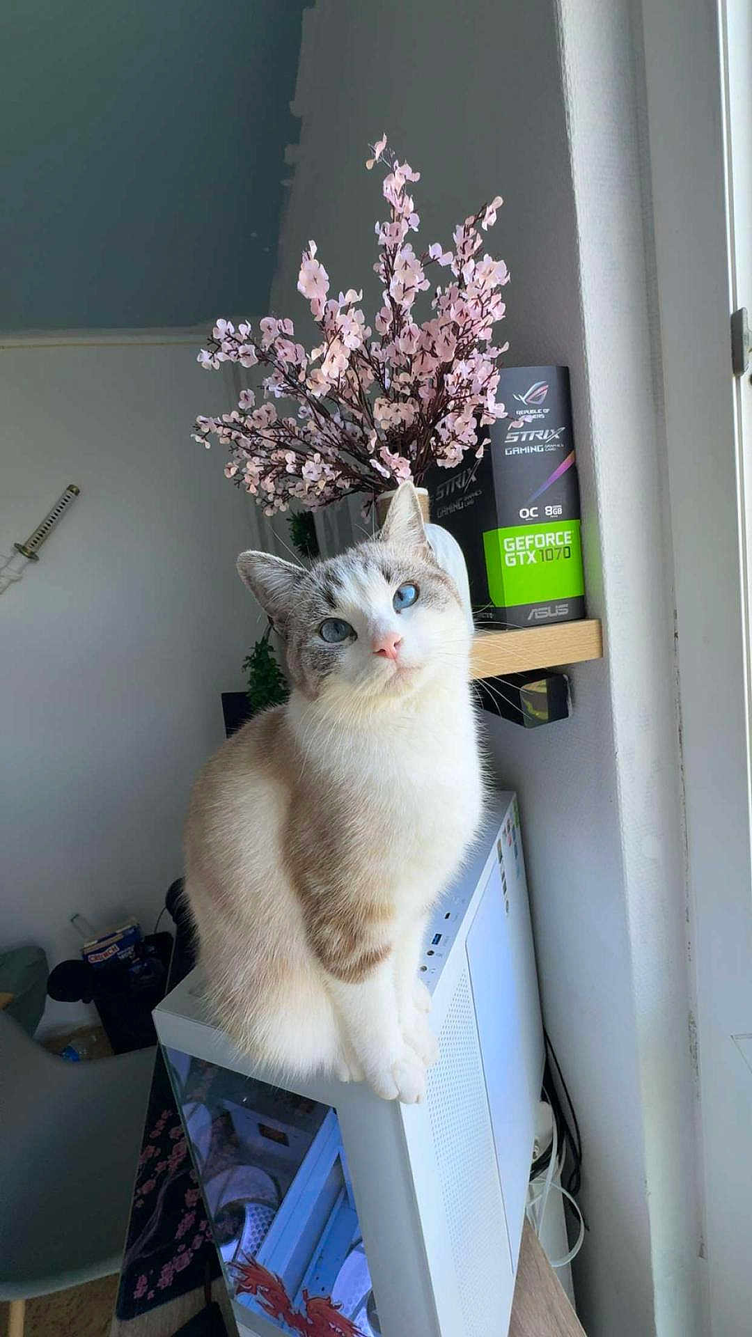 Elsa