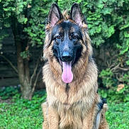Baxter joined the competition — help win amazing prizes! dog, german_shepherd, animal, pet, outdoor, grass, tree, canine, tongue_out, fur, nature, mammal, portrait, sitting, ears, brown, black, happy, friendly, garden