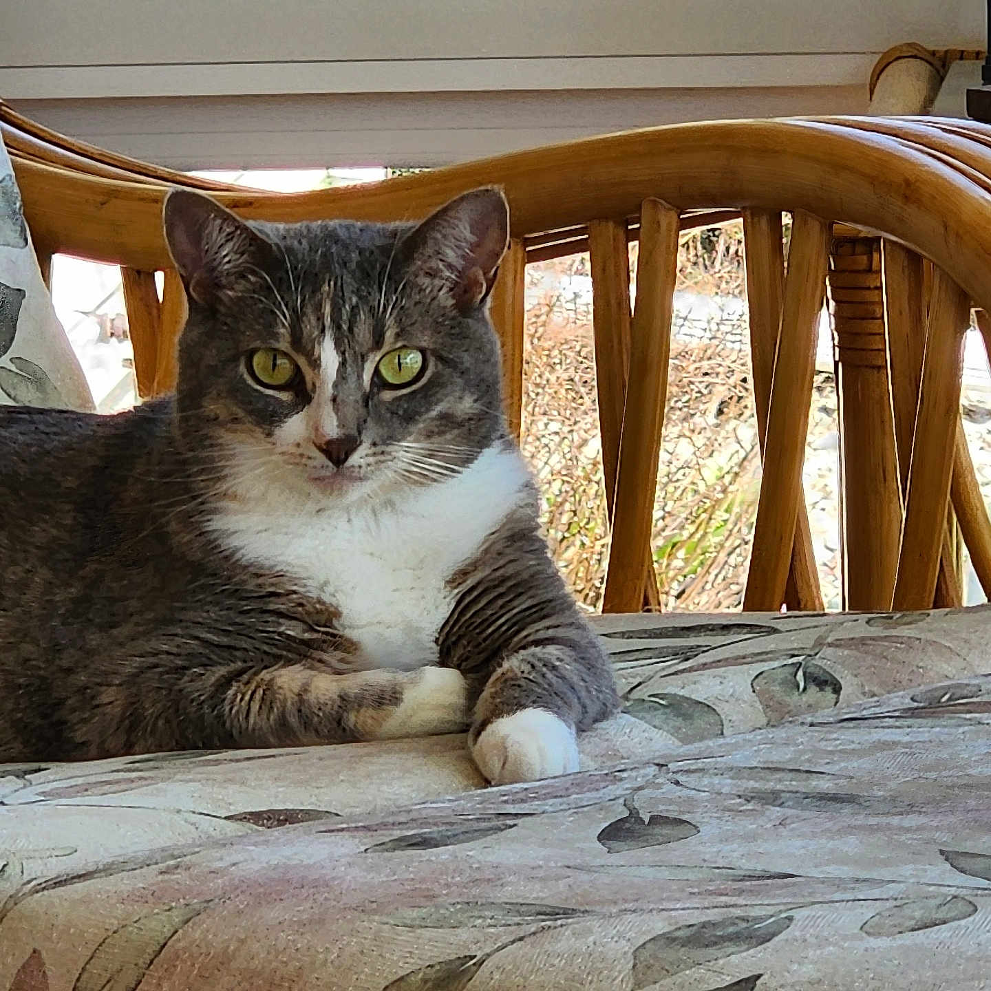 Bella