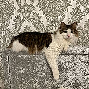 Draco joined the competition — help win amazing prizes! cat, fluffy, headboard, silver, wallpaper, patterned_wallpaper, furniture, indoor, pet, relaxed, resting, white, brown, tabby, paw, bed, cozy, domestic_cat, looking_at_camera, cute