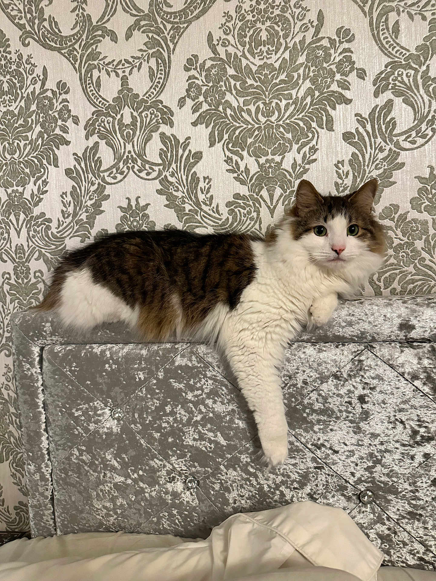 Draco joined the competition — help win amazing prizes! cat, fluffy, headboard, silver, wallpaper, patterned_wallpaper, furniture, indoor, pet, relaxed, resting, white, brown, tabby, paw, bed, cozy, domestic_cat, looking_at_camera, cute