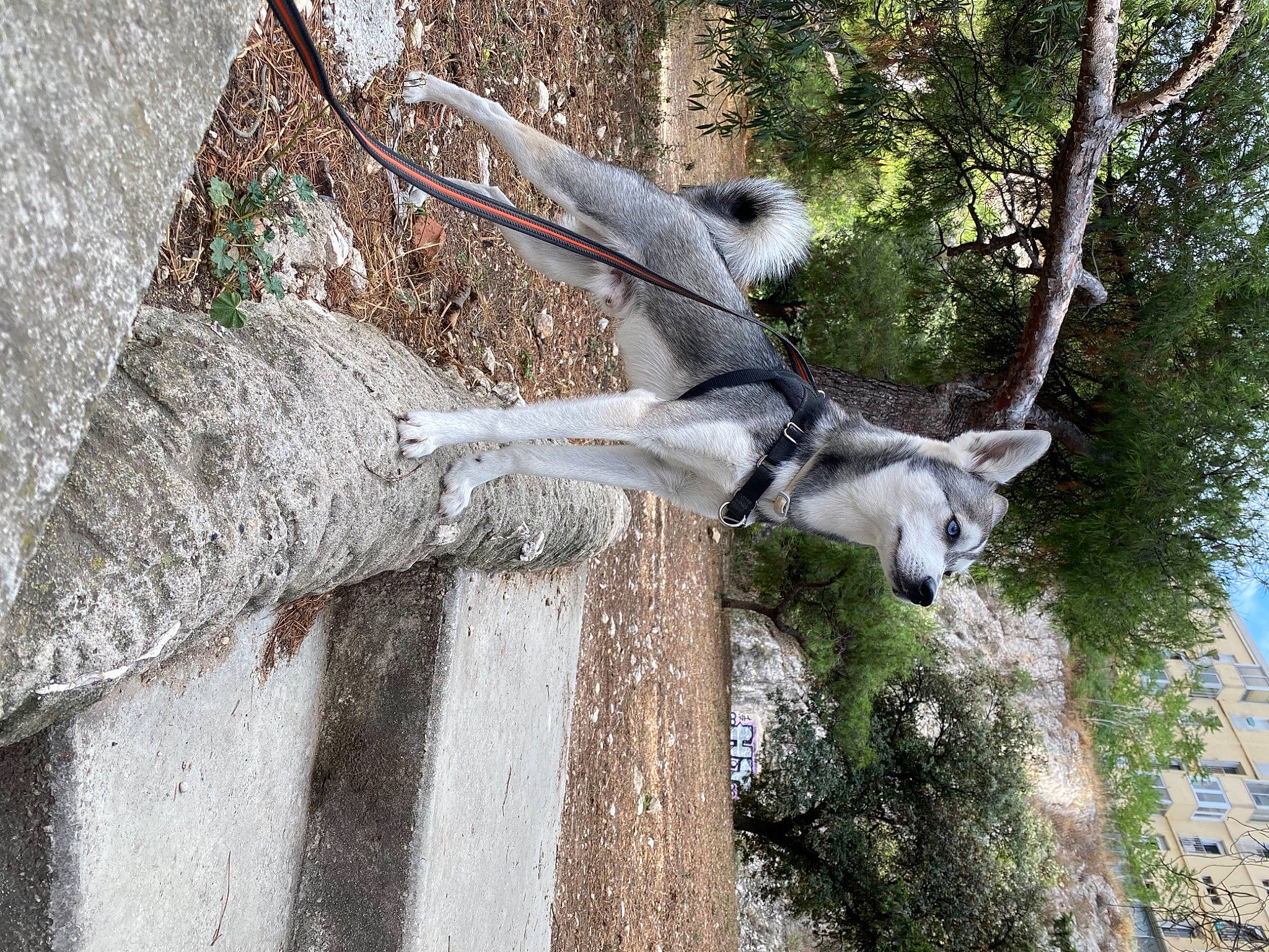 Yanko participe au concours pour gagner de l'argent avec cette photo : fawn, snout, tree, wildlife, zoo