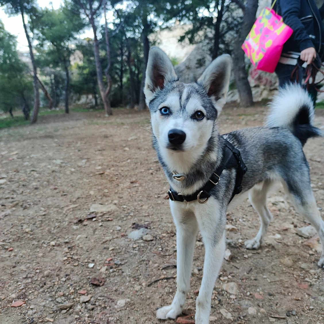 Yanko