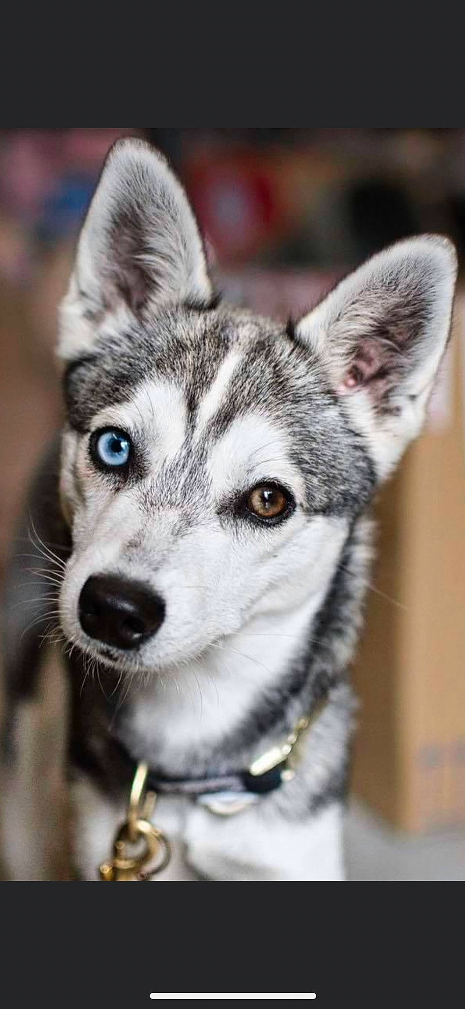 Yanko a rejoint le concours — aidez-le/la à gagner de superbes lots ! alaskan_klee_kai, canadian_eskimo_dog, canidae, carnivore, dog, dog_breed, east_siberian_laika, jamthund, mammal, miniature_siberian_husky, native_american_indian_dog, northern_inuit_dog, saarloos_wolfdog, sakhalin_husky, seppala_siberian_sleddog, siberian_husky, sled_dog, tamaskan_dog, vertebrate, wolfdog
