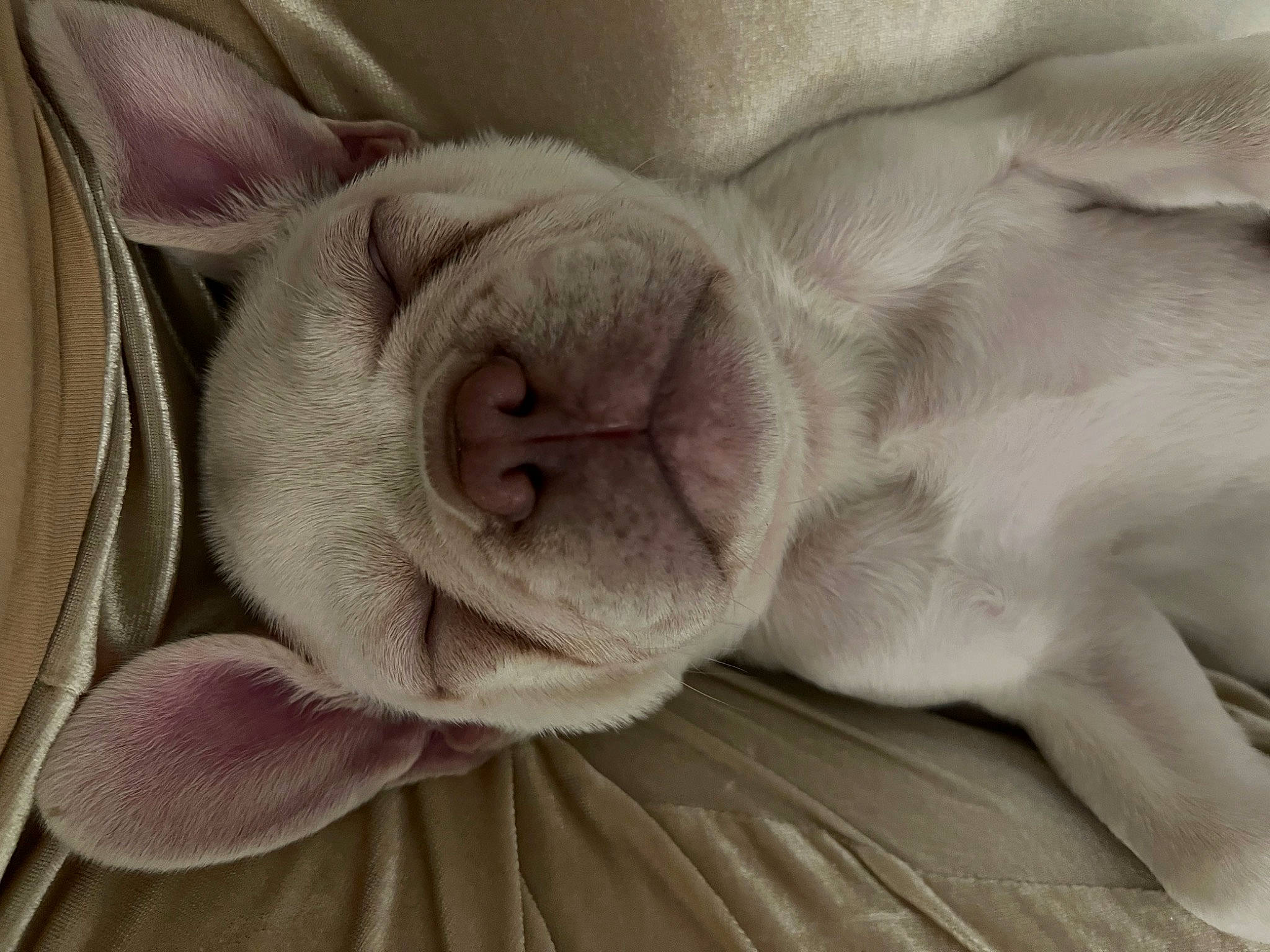 Stuart Little joined the competition — help win amazing prizes! bed_sheet, blanket, carnivore, comfort, companion_dog, ear, fawn, felidae, fur, grey, linens, nap, paw, sleep, small_to_medium_sized_cats, snout, whiskers, wool, wrinkle