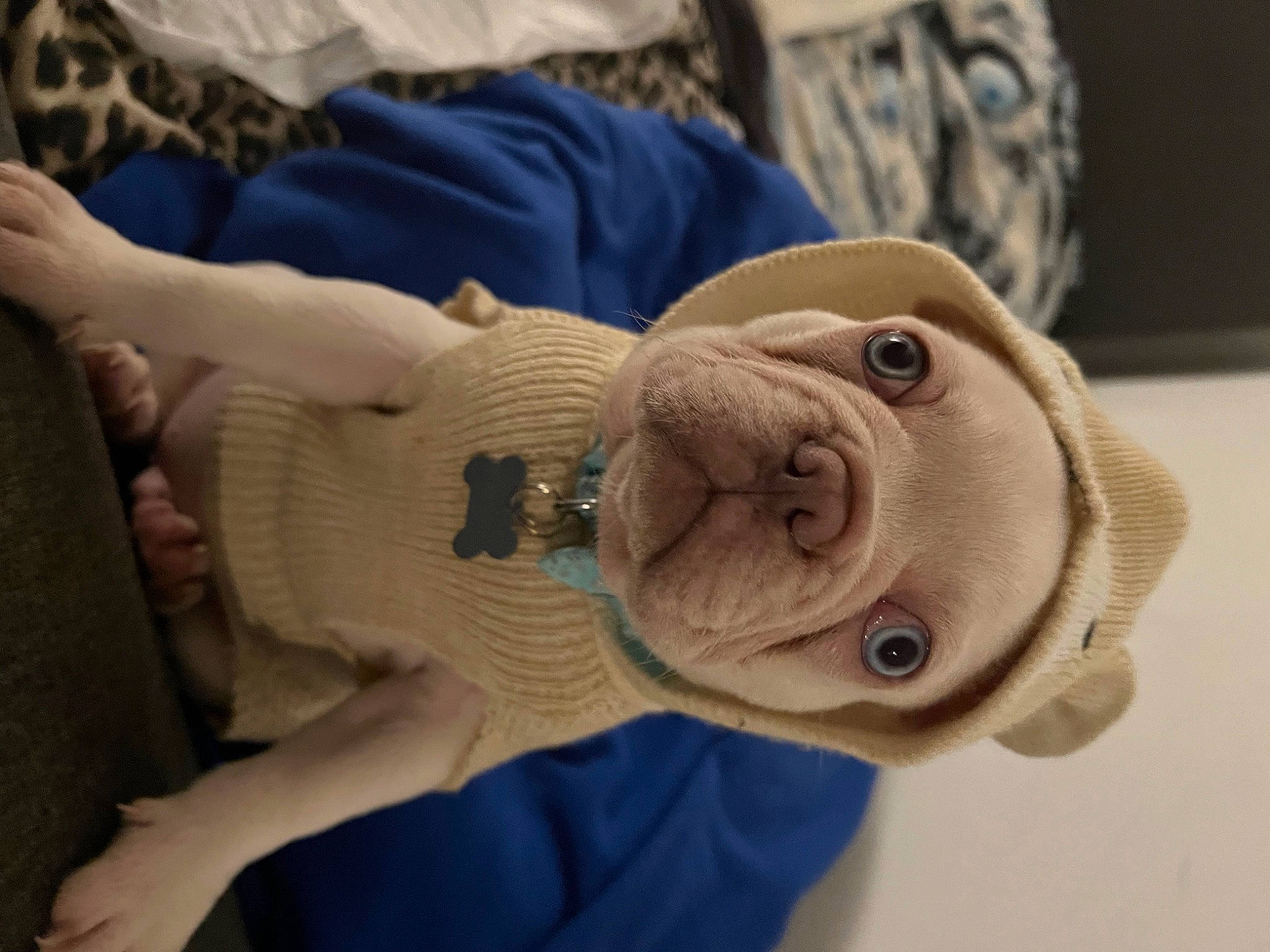 Stuart Little joined the competition — help win amazing prizes! art, comfort, fawn, fur, glasses, linens, mammal, plush, sculpture, stuffed_toy, sunglasses, terrestrial_animal, textile, thumb, toy, vertebrate, wood, wool, working_animal, wrinkle