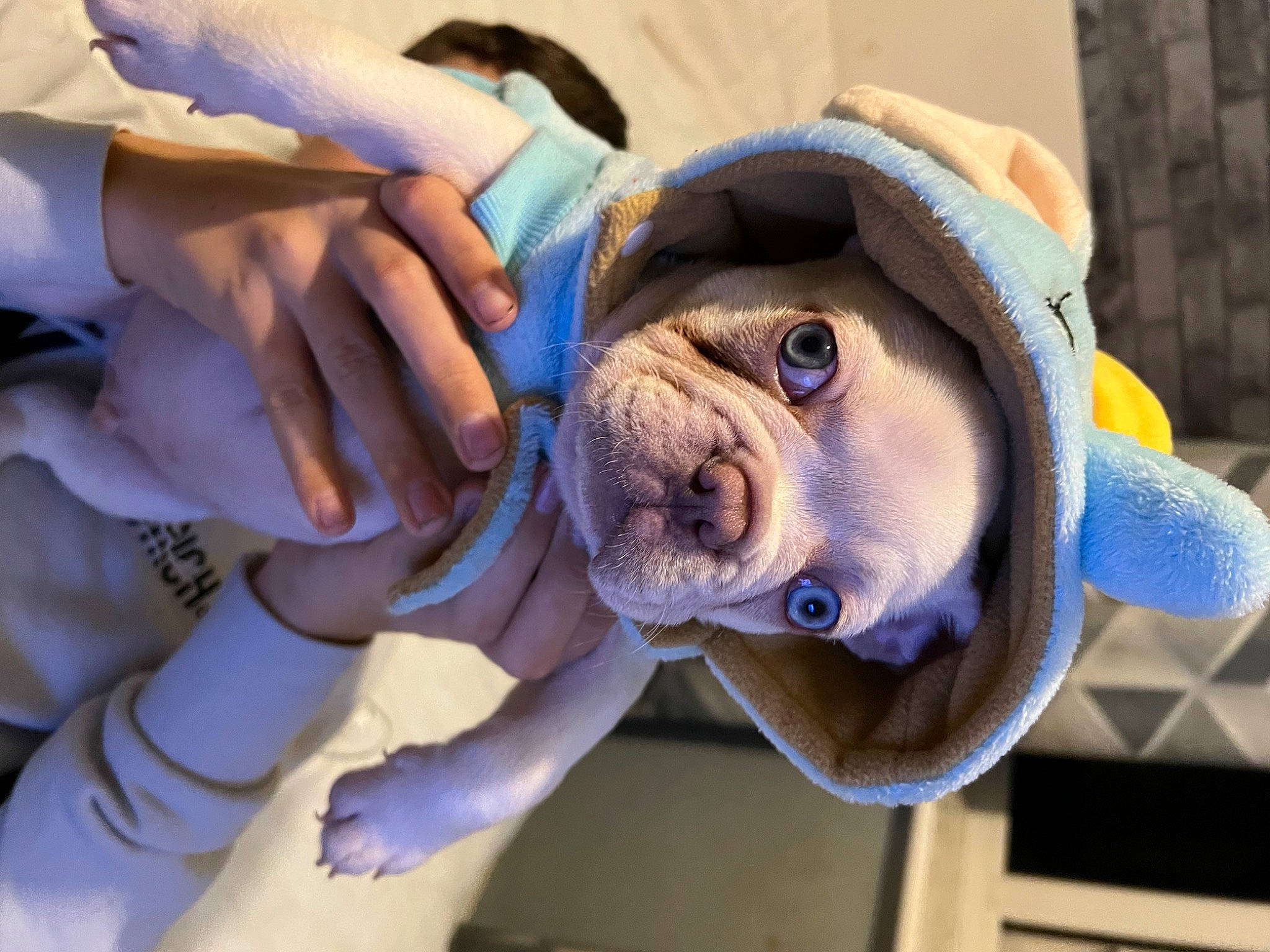 Stuart Little is registered to the contest to win money with this photo: animation, cap, child, companion_dog, dog_breed, fawn, fur, gesture, hat, mascot, nail, plush, snout, stuffed_toy, thumb, toy, vacation, whiskers, wrinkle